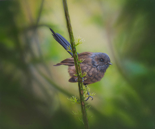 Piwakawaka -the Fantail