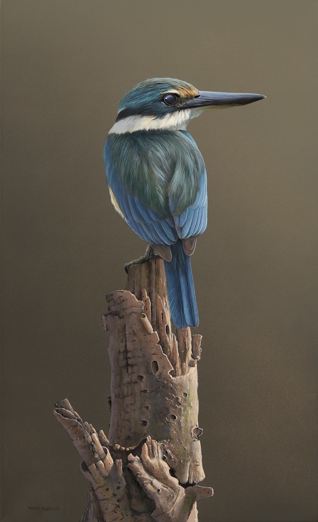 Kotare the Kingfisher